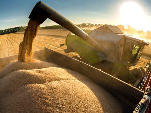 экспорт пшеницы